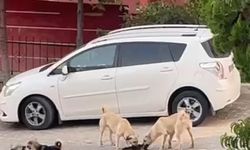 Sokak köpekleri kediye saldırdı