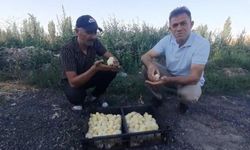 Yumurtadan 4 ayaklı civciv çıktı