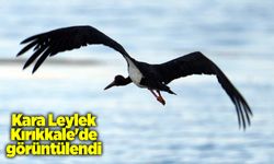 Kara Leylek Kırıkkale'de görüntülendi