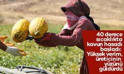 40 derece sıcaklıkta kavun hasadı başladı: Yüksek verim, üreticinin yüzünü güldürdü