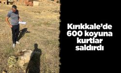 Kırıkkale’de 600 koyuna kurtlar saldırdı