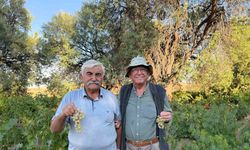 Ata tohumundan elde edilen üzümler lezzetiyle dikkat çekiyor
