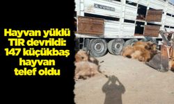 Hayvan yüklü TIR devrildi: 147 küçükbaş hayvan telef oldu
