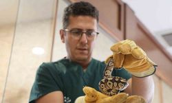 Bir şahsın cebinden çıkan yavru piton yılanı koruma altına alındı