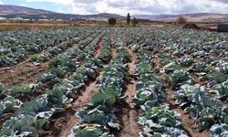 İklim değişikliği dev lahanaları vurdu, çiftçiler büyük hayal kırıklığına uğradı