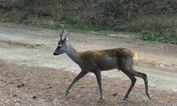 Ormanda yiyecek arayan karacalar fotokapanda