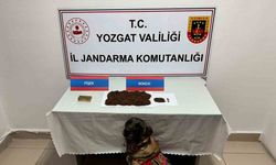 Şüpheli şahsın aracında bonzai ele geçirildi