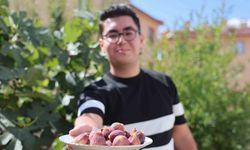 Yetişmesi zor bilinen inciri apartman bahçesinde yetiştirdi
