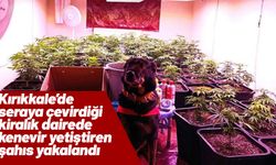 Seraya çevirdiği kiralık dairede kenevir yetiştiren şahıs yakalandı