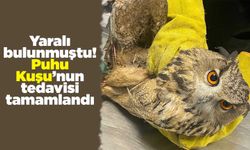 Yaralı bulunmuştu! Puhu kuşunun tedavisi tamamlandı