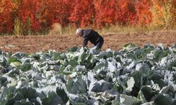 Deden toruna kalan ata tohumundan üretilen lahanaların hasadı başladı