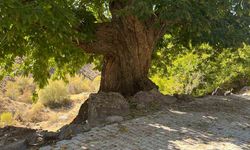 Doğadan ilham alan yarışma