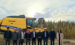 Endüstriyel kenevirin hasadı başladı