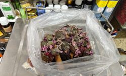 Geçmeyen öksürüğe ‘bitkisel’ karışım