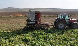 Gün doğmadan başlayan mesai sürüyor: Ankara’da şeker pancarı hasadı tempo kesmiyor