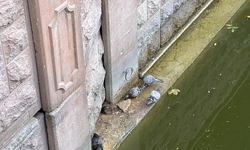 Güvercinler ve fareler yemeklerini paylaştı