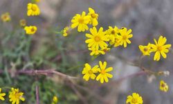 Kış gelmeden bahar geldi, kır çiçekleri açtı