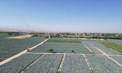 Lahana tarlalarında pestisit denetimi yapıldı