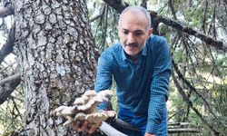 Mantar avcılarının ağaç tepelerinde tehlikeli avı