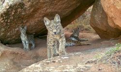 Ormanın hayaletleri ailece görüntülendi