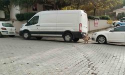 Sokak köpekleri ilçenin kabusu oldu: Otomobile 108 bin TL’lik zarar verdiler