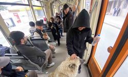 Tramvaya binen sevimli köpek ilgi odağı oldu