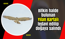 Bitkin halde bulunan Yılan Kartalı tedavi edilip doğaya salındı