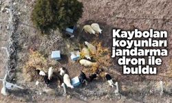 Kaybolan koyunları jandarma dron ile buldu