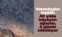 Vatandaşlar tepkili: 40 yılda büyüyen ağaçlar, 4 günde sökülüyor