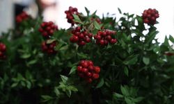 Aralık ayının en çok tercih edilen çiçeği kokina oldu