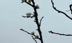 Kayısı ağacı Aralık ayında çiçek açtı