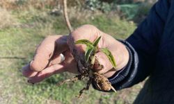 Nesli tükenme tehlikesi altında olan salep yeniden hayat buluyor