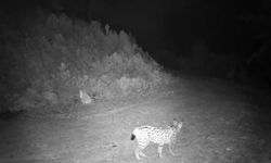 'Ormanın hayaleti' vaşak kamerada