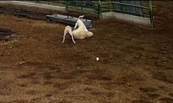 Sokak köpeklerinin saldırdığı koyun telef oldu