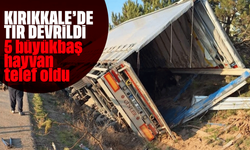 Kırıkkale'de tır devrildi: 5 büyükbaş hayvan telef oldu