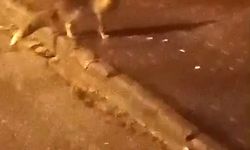 Elmadağ'da aç kalan tilkiler şehir merkezine indi