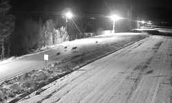 Ereğli'de kurt sürüsü görüntülendi