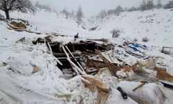 Karın ağırlığına dayanamayan ahırın çatısı çöktü