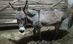 Köylüden vicdanlara dokunan hareket