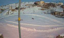 Vaşaklar ile kurtlar arasındaki kovalamaca kamerada