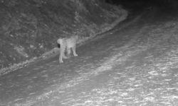 Yaban hayvanlarının karla kaplı doğadaki yaşamı kamerada