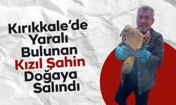 Kırıkkale’de Yaralı Bulunan Kızıl Şahin Doğaya Salındı