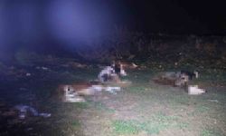 13 cansız hayvan jandarmayı harekete geçirdi