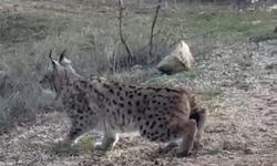 Nesli tükenmekte olan vaşak görüldü