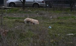 Toplanmayan başıboş köpekler tedirgin ediyor