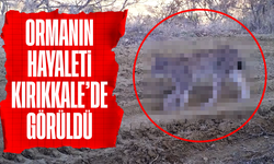 Kırmızı listedeki ormanın hayaleti vaşak fotokapana takıldı