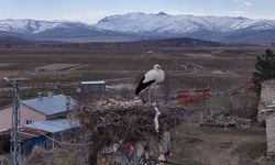 Baharın müjdecileri, asırlardır mesken tuttukları köye döndü