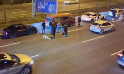 Başıboş köpek sorunu kazalara neden oluyor