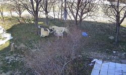 Başıboş köpeklerin kediyi öldürdüğü anlar kameraya yansıdı