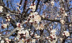 Eskişehir'de baharı müjdeleyen manzara